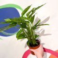 Leopard Plant - Calathea leopardina - Sprouts of Bristol