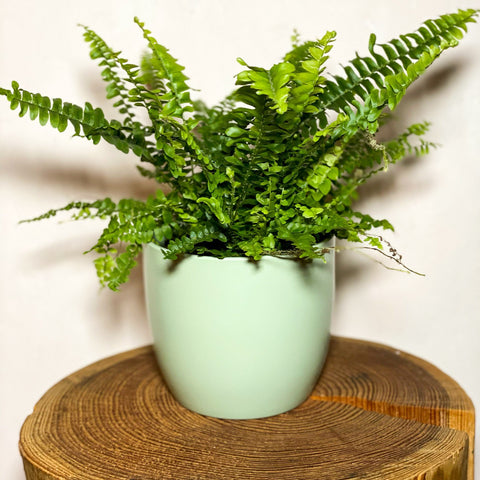 Light Green Planter - 13cm - Sprouts of Bristol