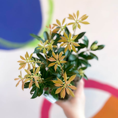 Lily-of-the-Valley - Pieris japonica 'Mountain Fire' - Evergreen Shrub - Sprouts of Bristol