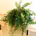 Lipstick Plant - Aeschynanthus japhrolepis - Sprouts of Bristol