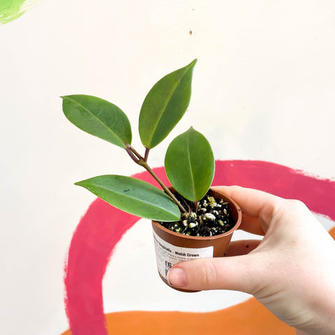 Lipstick Plant - Aeschynanthus longicalix - Welsh Grown - Sprouts of Bristol