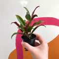 Lipstick Plant - Aeschynanthus longicaulis 'Black Pagoda' - Welsh Grown - Sprouts of Bristol