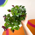 Lipstick Plant - Aeschynanthus 'Mona Lisa' - Sprouts of Bristol