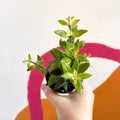 Lipstick Plant - Aeschynanthus pavifolius - Welsh Grown - Sprouts of Bristol