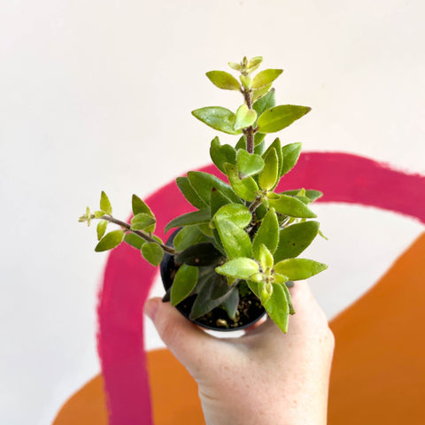 Lipstick Plant - Aeschynanthus pavifolius - Welsh Grown - Sprouts of Bristol