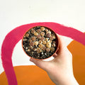 Living Stones - Lithops - Sprouts of Bristol