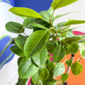 Lofty Fig Tree - Ficus altissima - Sprouts of Bristol