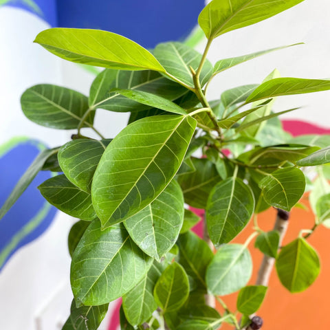 Lofty Fig Tree - Ficus altissima - Sprouts of Bristol