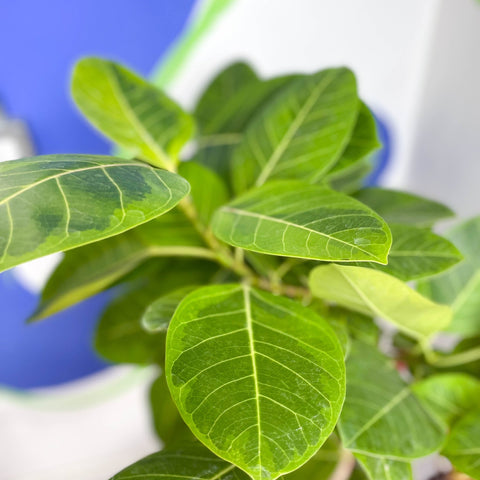 Lofty Fig Tree - Ficus altissima - Sprouts of Bristol
