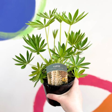 Lupin - Lupinus polyphyllus 'Gallery White' - British Grown Herbaceous Perennial - Sprouts of Bristol