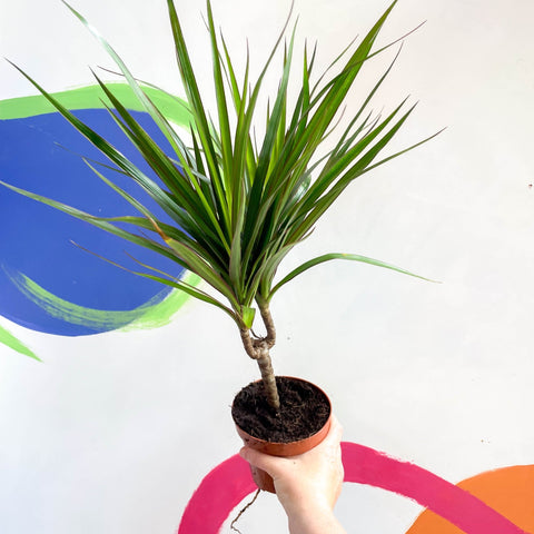 Magenta Dragon Tree - Dracaena marginata 'Magenta' - Sprouts of Bristol