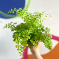 Maidenhair Fern - Adiantum raddianum 'Fragrans' - Sprouts of Bristol