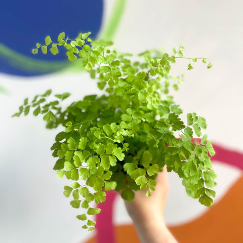 Maidenhair Fern - Adiantum raddianum 'Fragrans' - Sprouts of Bristol
