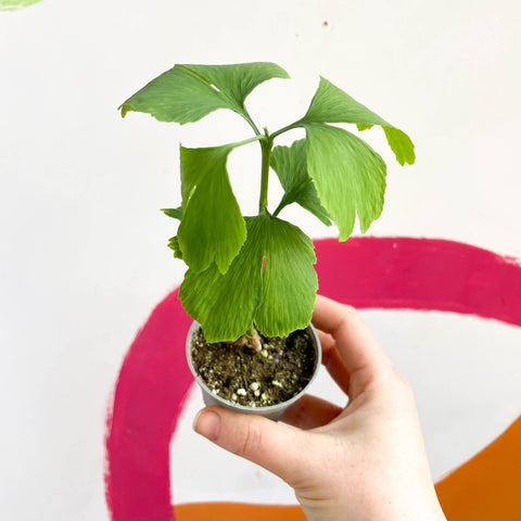 Maidenhair Tree - Ginkgo biloba - Sprouts of Bristol