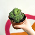Mammillaria spinosissima 'Un Pico Cristata' - Sprouts of Bristol