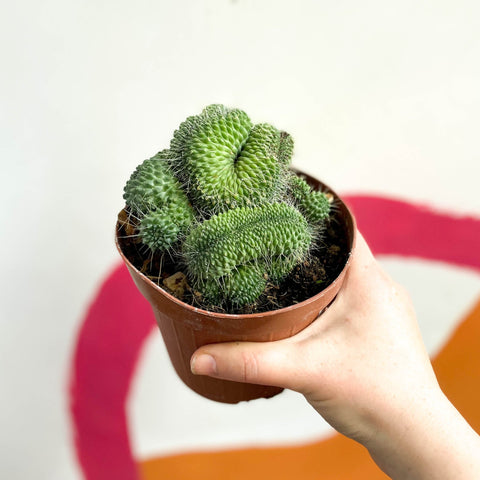 Mammillaria spinosissima 'Un Pico Cristata' - Sprouts of Bristol