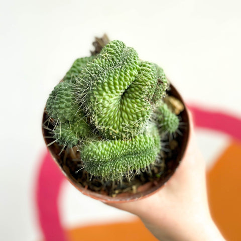 Mammillaria spinosissima 'Un Pico Cristata' - Sprouts of Bristol