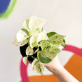 Manjula Pothos - Epipremnum aureum 'Happy Leaf' - Sprouts of Bristol