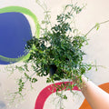 Many-Flowered Jasmine - Jasminum polyanthum - Sprouts of Bristol