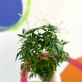 Many-Flowered Jasmine - Jasminum polyanthum - Sprouts of Bristol