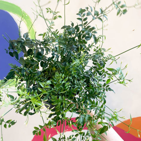 Many-Flowered Jasmine - Jasminum polyanthum - Sprouts of Bristol