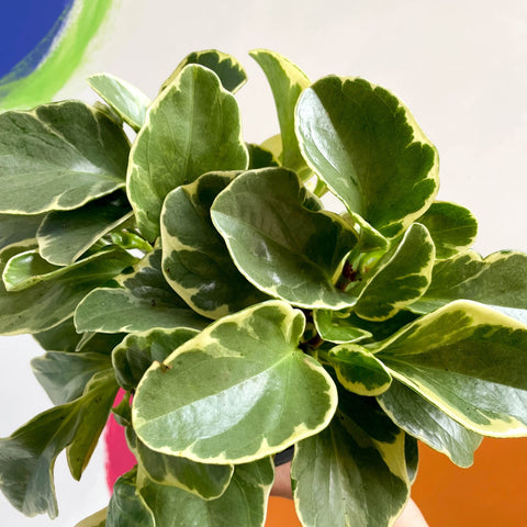 Marble Baby Rubberplant - Peperomia obtusifolia `Marble Variegata' - British Grown - Sprouts of Bristol