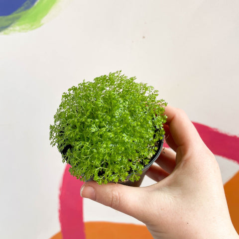 Meadow Spikemoss - Selaginella apoda - Sprouts of Bristol