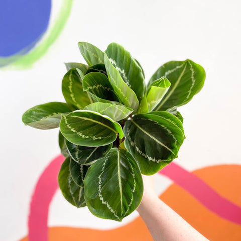 Medallion Calathea - Calathea roseopicta 'Apple Bee' - Sprouts of Bristol