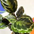 Medallion Calathea - Calathea roseopicta 'Medallion' - British Grown - Sprouts of Bristol