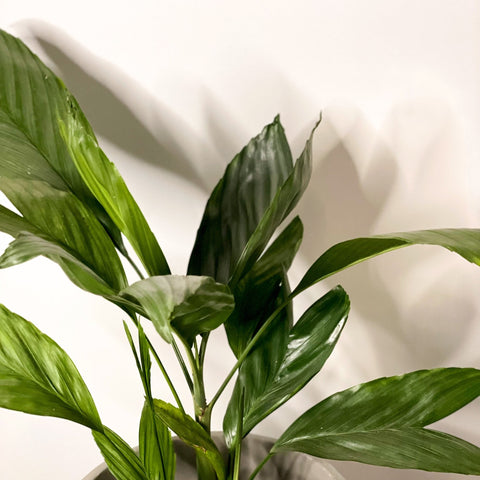 Metallic Palm - Chamaedorea metallica - Sprouts of Bristol
