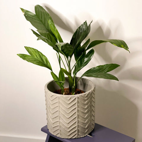 Metallic Palm - Chamaedorea metallica - Sprouts of Bristol