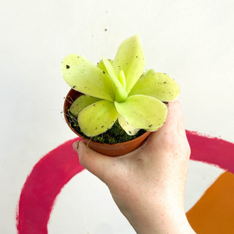 Mexican Butterwort - pinguicula gigantea - Sprouts of Bristol