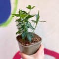 Mexican Orange Blossom - Choisya ternata - Evergreen Shrub - Sprouts of Bristol