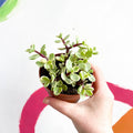 Midstripe Rainbow Bush - Portulacaria afra ‘Medio-picta’ - Sprouts of Bristol