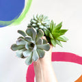 Mini Echeveria Succulent Lucky Dip - Sprouts of Bristol