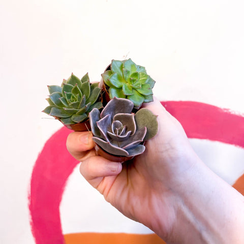 Mini Echeveria Succulent Lucky Dip - Sprouts of Bristol