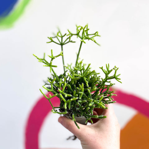 Mistletoe Cactus - Rhipsalis cereuscula - Sprouts of Bristol