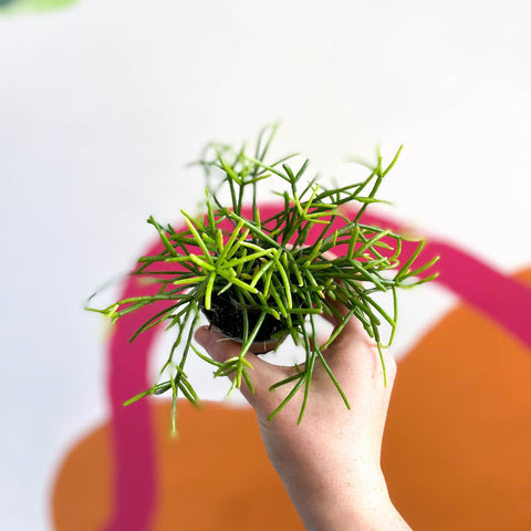 Mistletoe Cactus - Rhipsalis clavata - Sprouts of Bristol