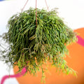 Mistletoe Cactus - Rhipsalis clavata 'Easy Sweety' - Sprouts of Bristol