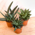 Mixed Aloe - Sprouts of Bristol