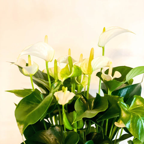 Mixed Flamingo Flower - Anthurium - Sprouts of Bristol
