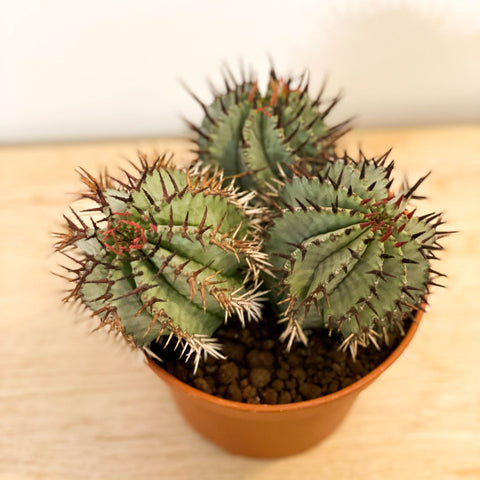 Mixed Large Cacti - Sprouts of Bristol