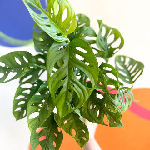 Monkey Mask - Monstera adansonii - British Grown - Sprouts of Bristol
