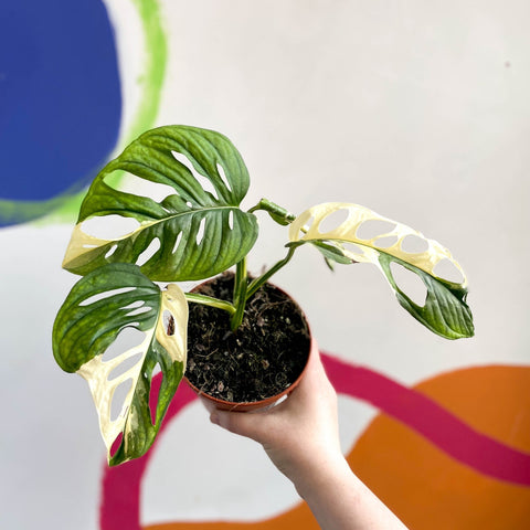 Monstera adansonii variegata - Sprouts of Bristol