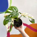 Monstera adansonii variegata - Sprouts of Bristol