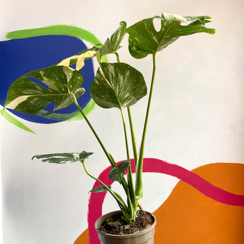 Monstera deliciosa 'Thai Constellation' - British Grown - Sprouts of Bristol