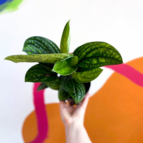 Monstera Peru - Epipremnum pinnatum 'Marble Planet' - Sprouts of Bristol