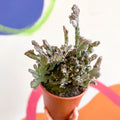Monvillea spegazzinii cristata / Euphorbia mayurnathanii - Sprouts of Bristol