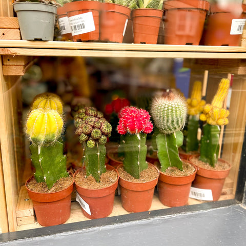Moon Cactus - Gymnocalycium mihanovichii var. friedrichii ‘Hibotan’ - Sprouts of Bristol