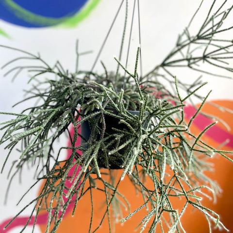 Mouse Tail Cactus - Rhipsalis pilocarpa - Sprouts of Bristol